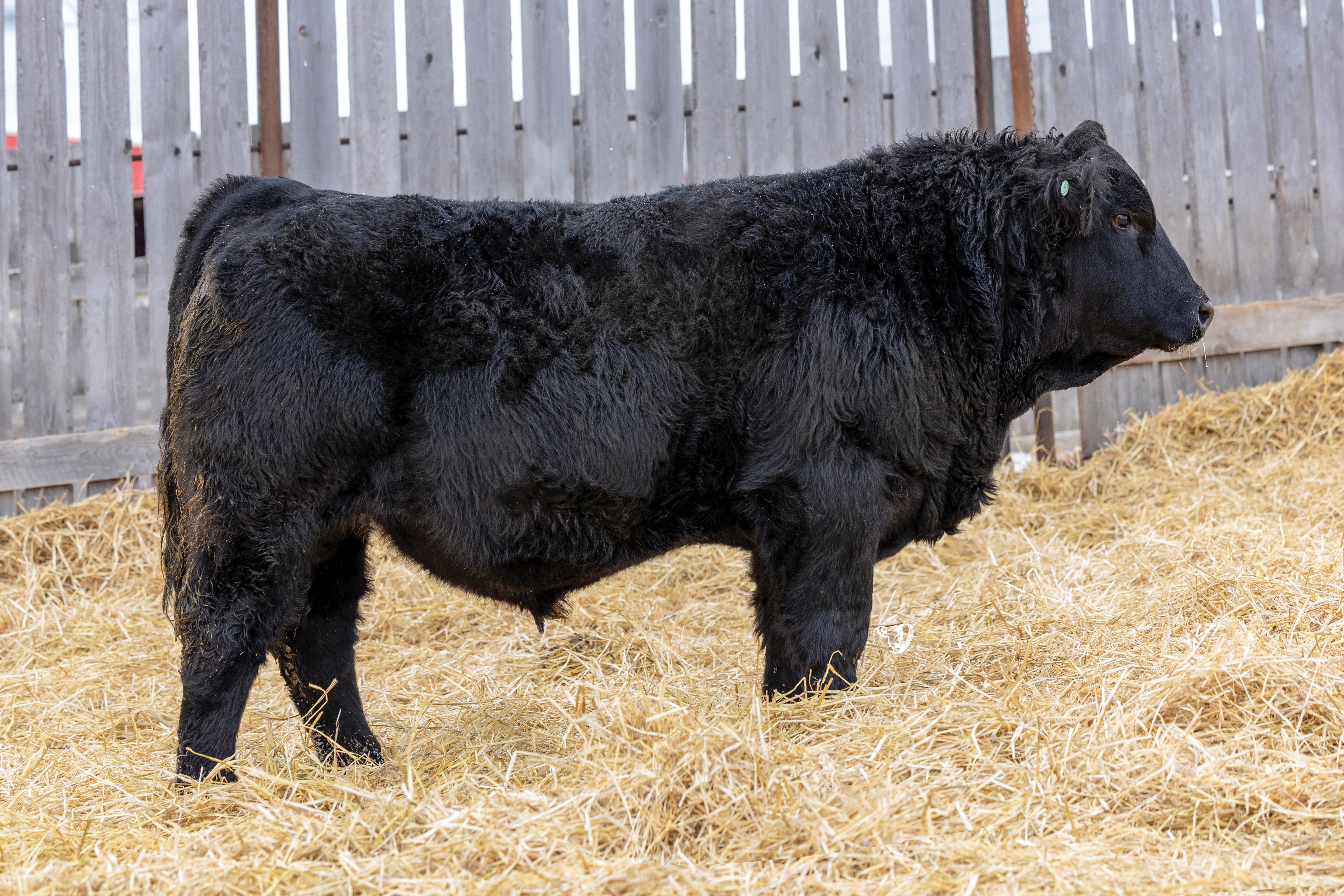 Yearling Bull